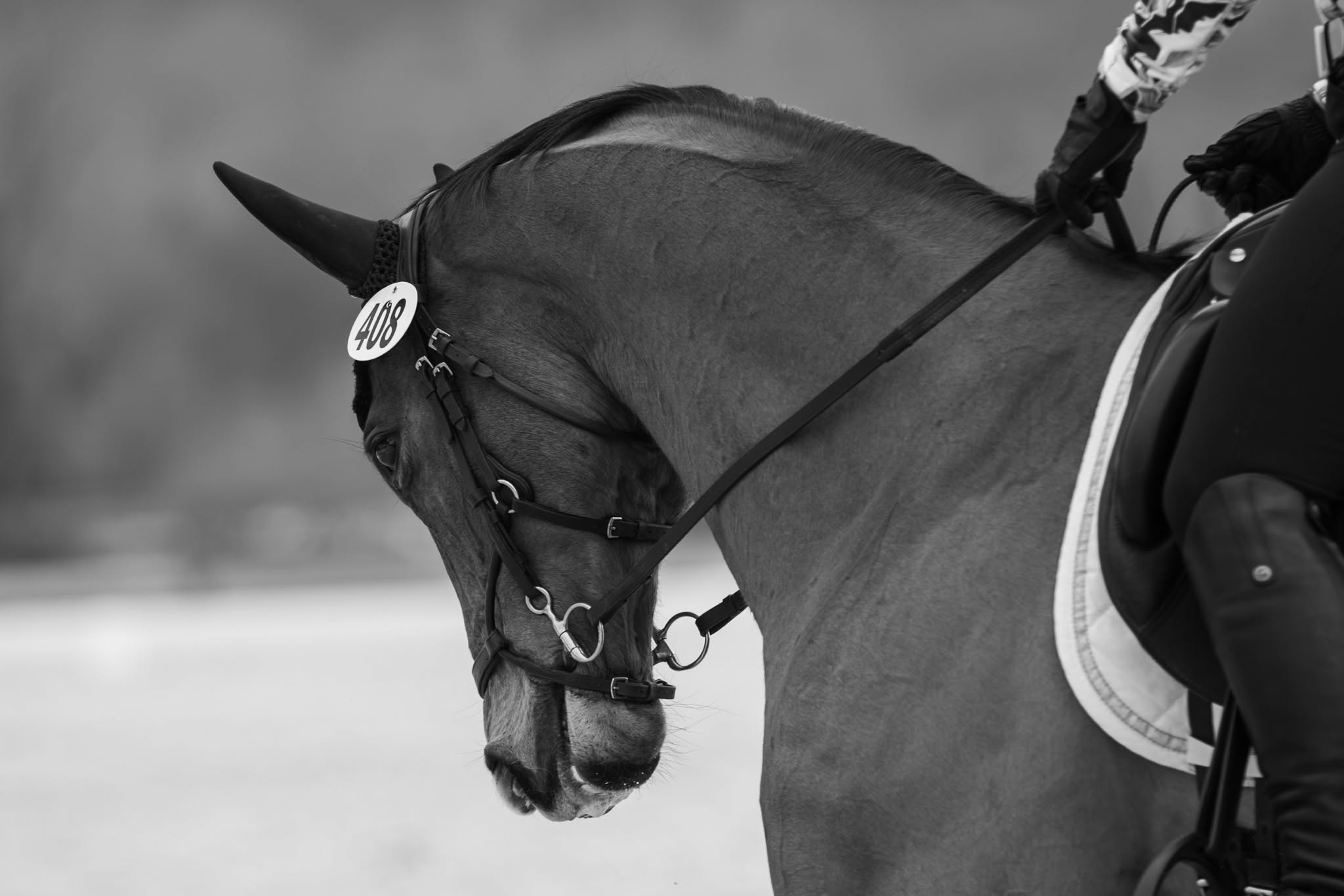 A black-and-white close-up of a horse in a dressage bridle, number 408, waiting at the ring