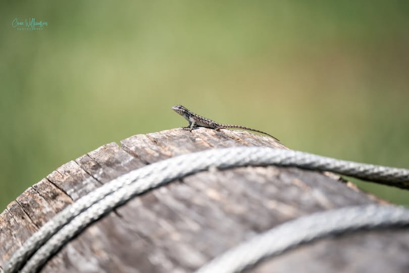 A small lizard basking on a weathered wooden post wrapped with rope at the farm